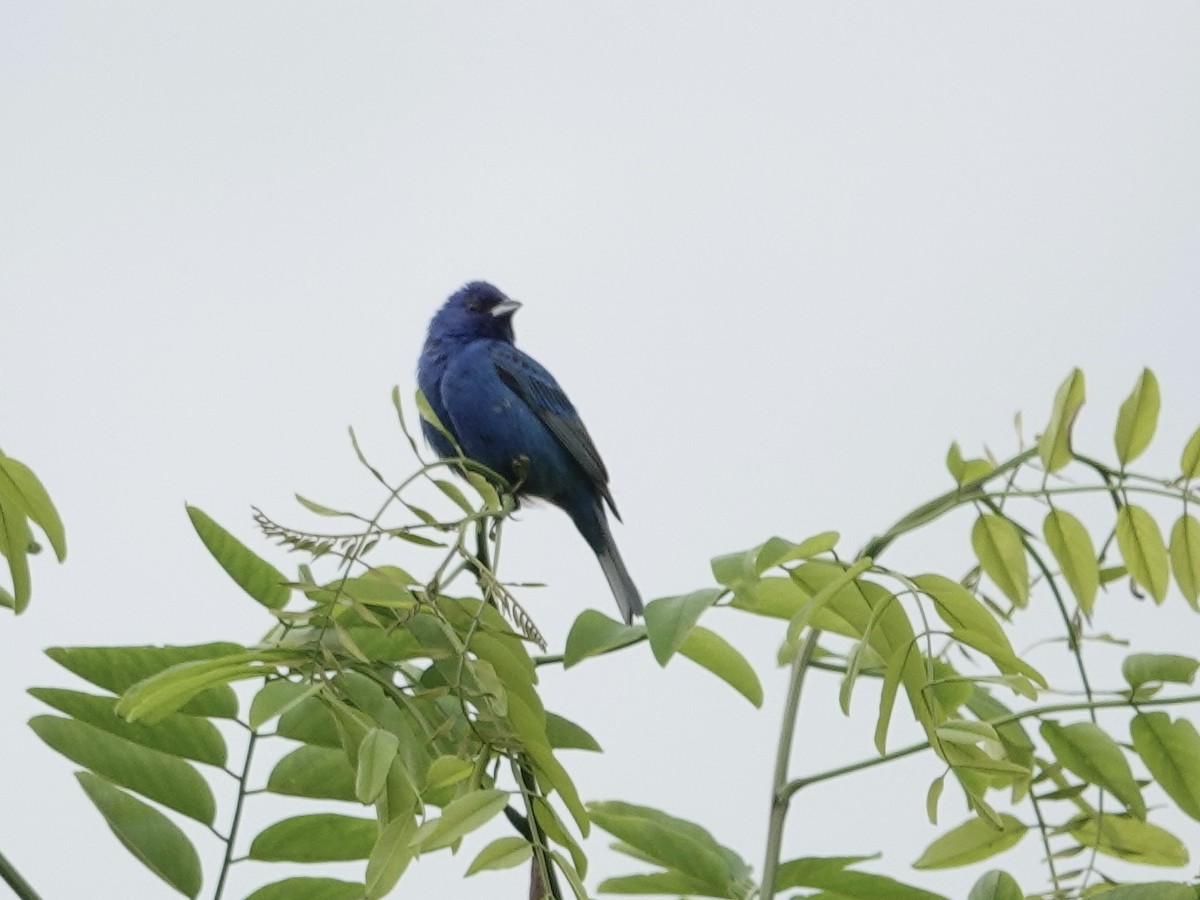 Indigo Bunting - ML619855990