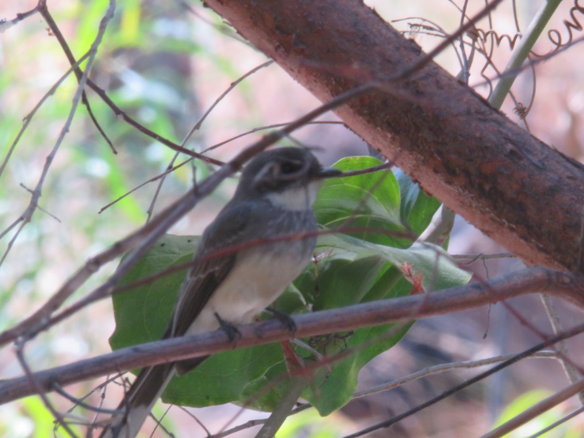 Northern Fantail - ML619855996