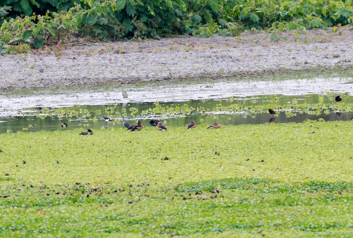 Fulvous Whistling-Duck - ML619856001