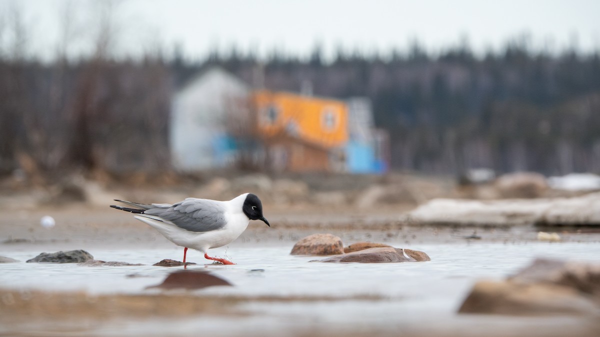 Bonaparte's Gull - ML619856003