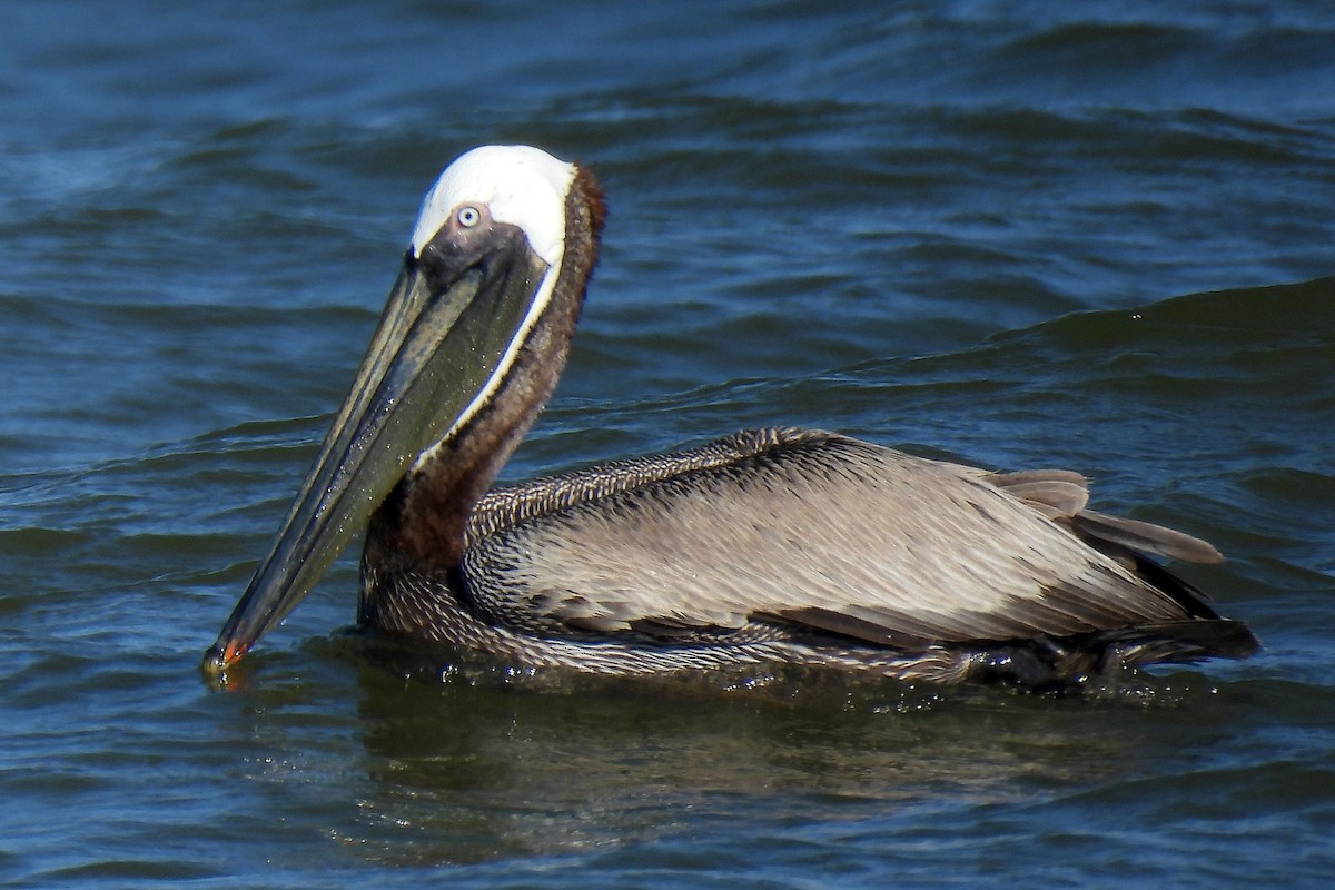 pelikán hnědý - ML619856020