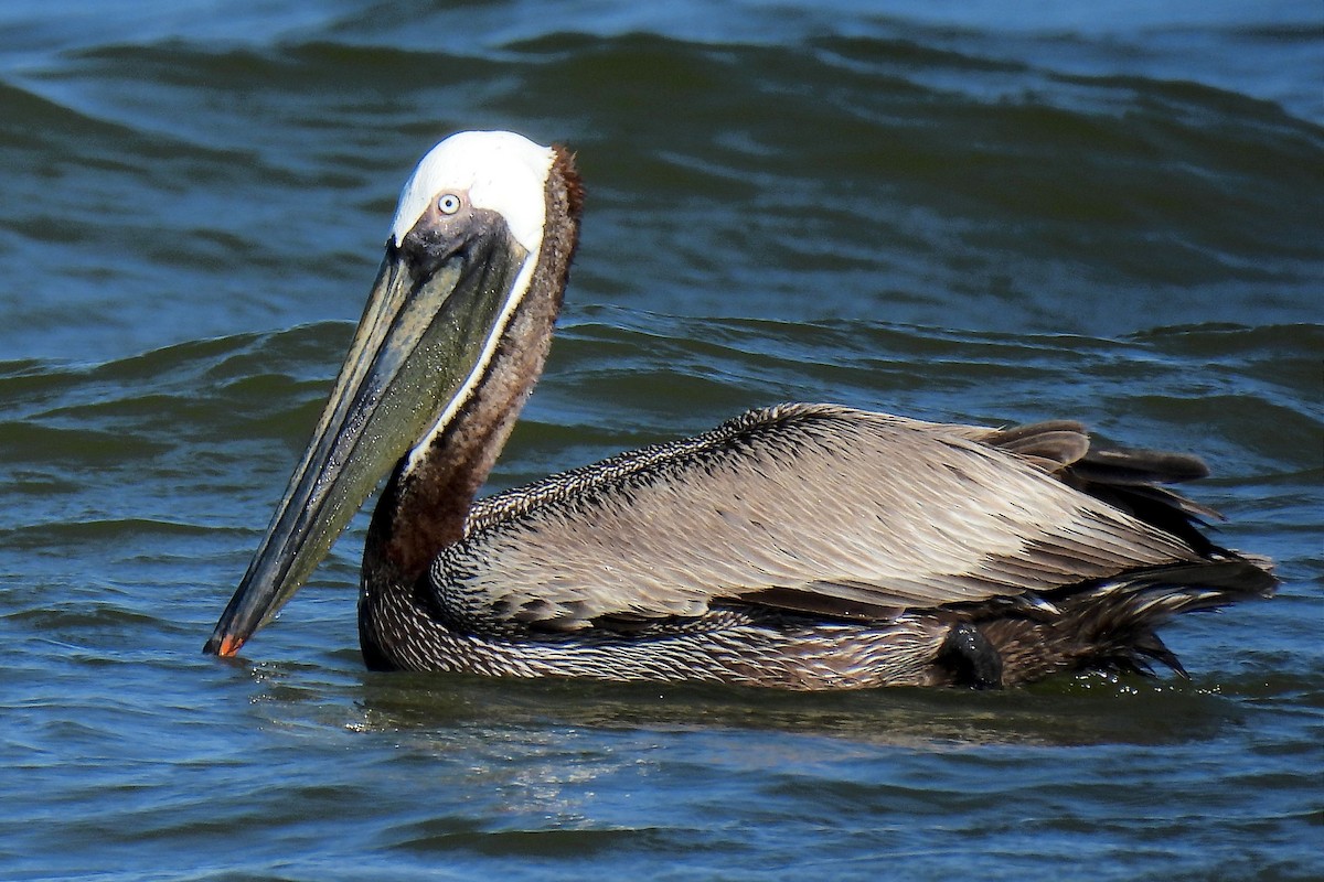 pelikán hnědý - ML619856021
