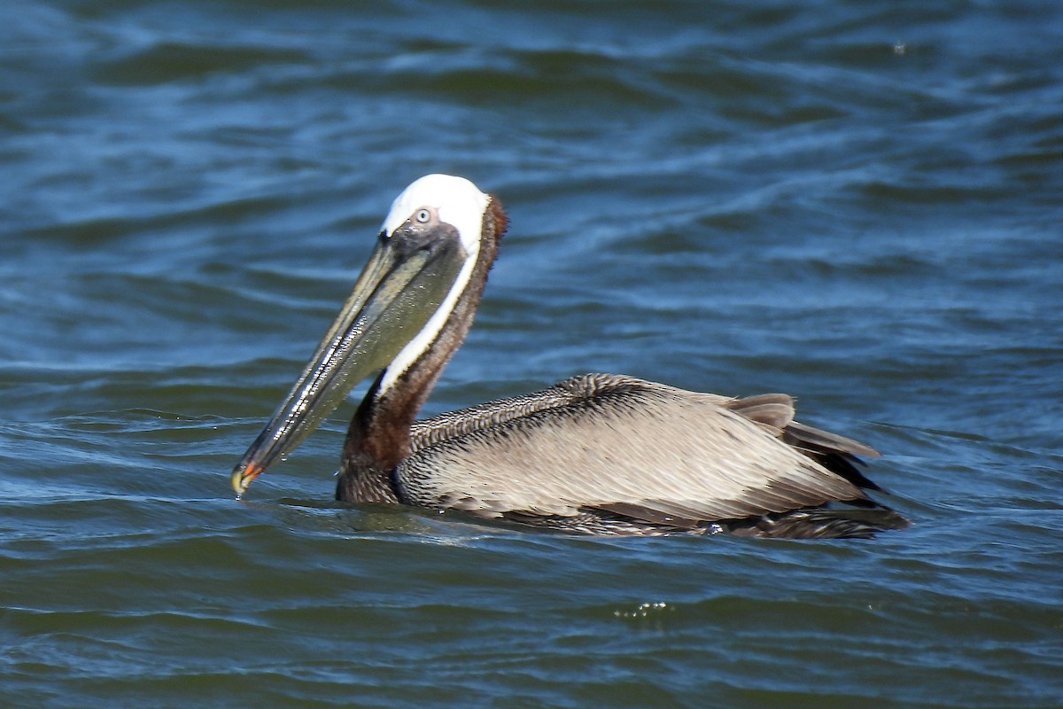 pelikán hnědý - ML619856022