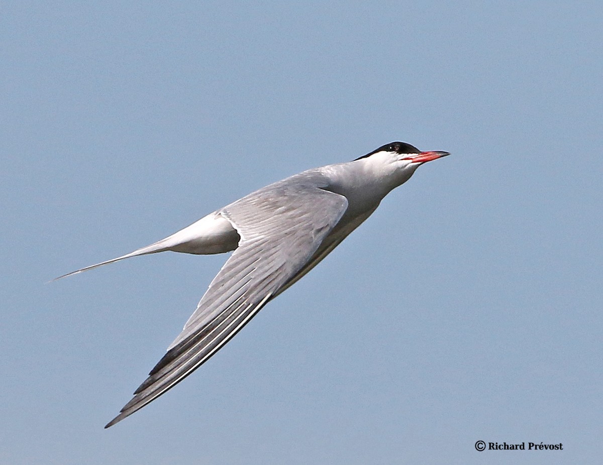 Common Tern - Richard Prévost