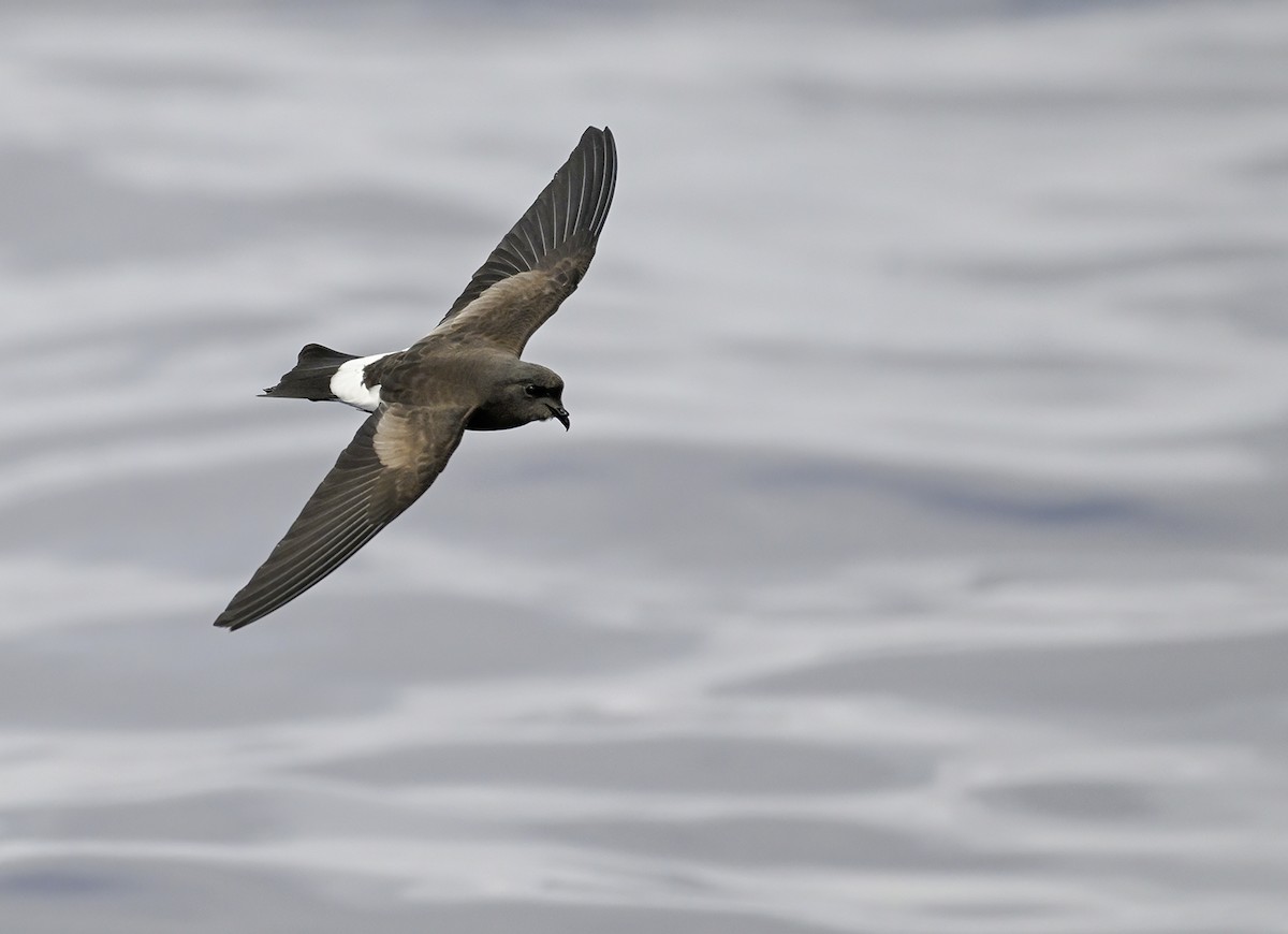 Wilson's Storm-Petrel - Patrick Maurice