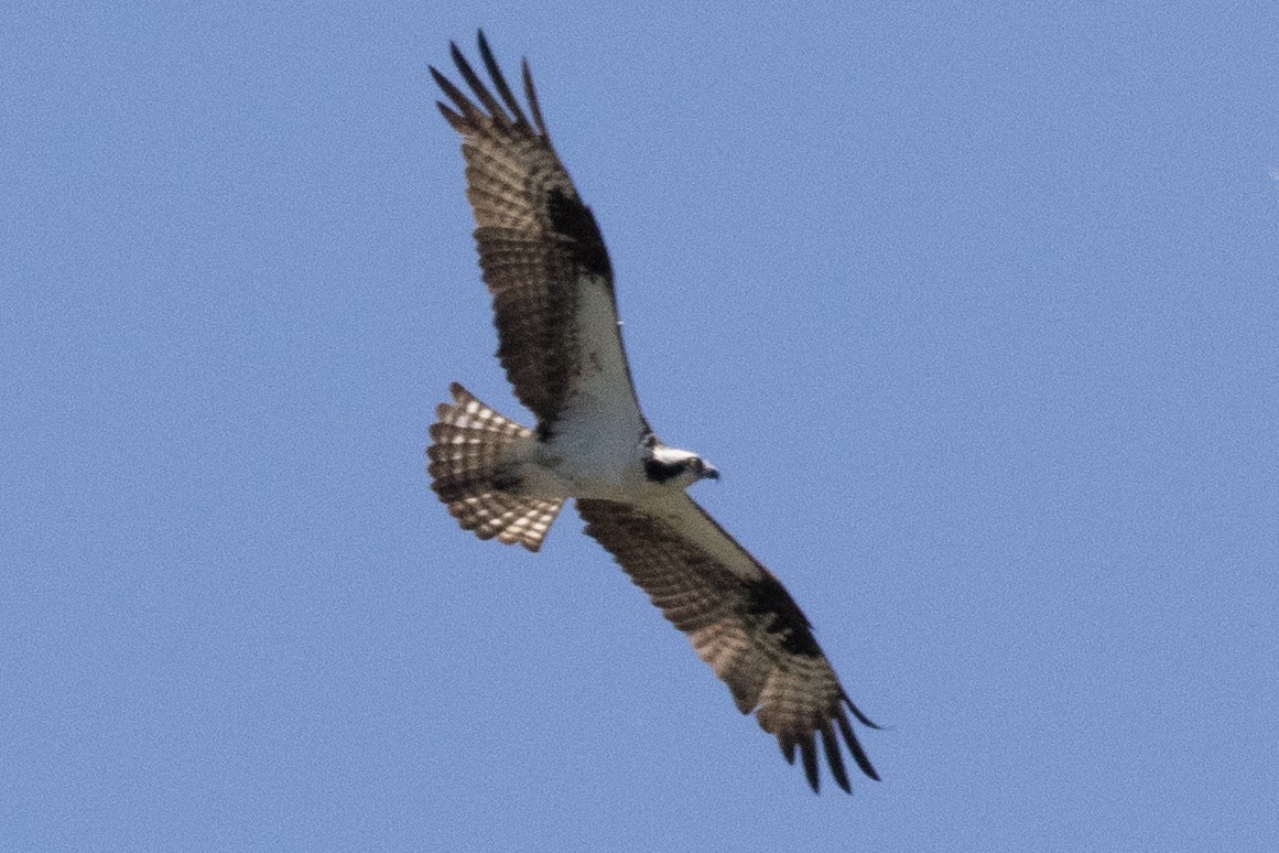 Águila Pescadora (carolinensis) - ML619856064