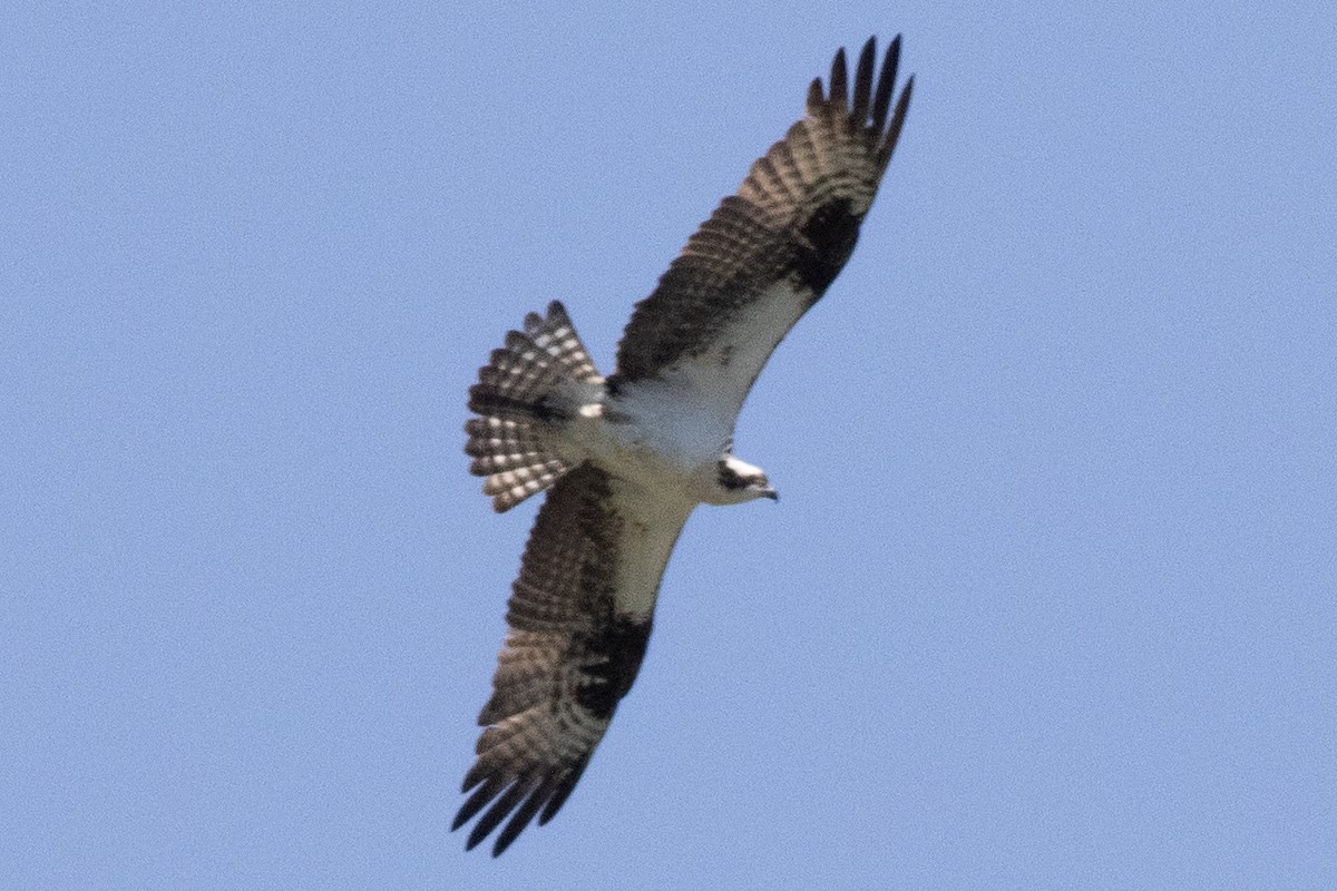 Águila Pescadora (carolinensis) - ML619856066