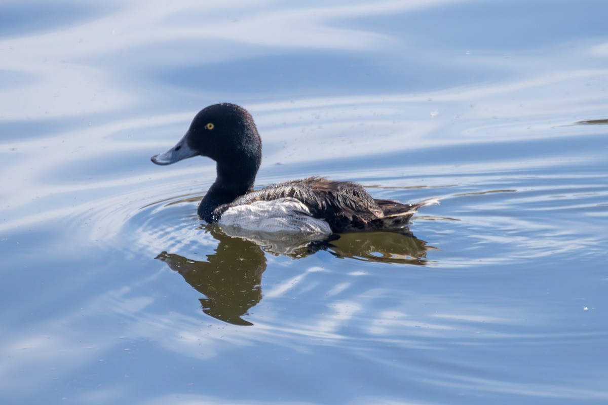 Greater Scaup - ML619856076