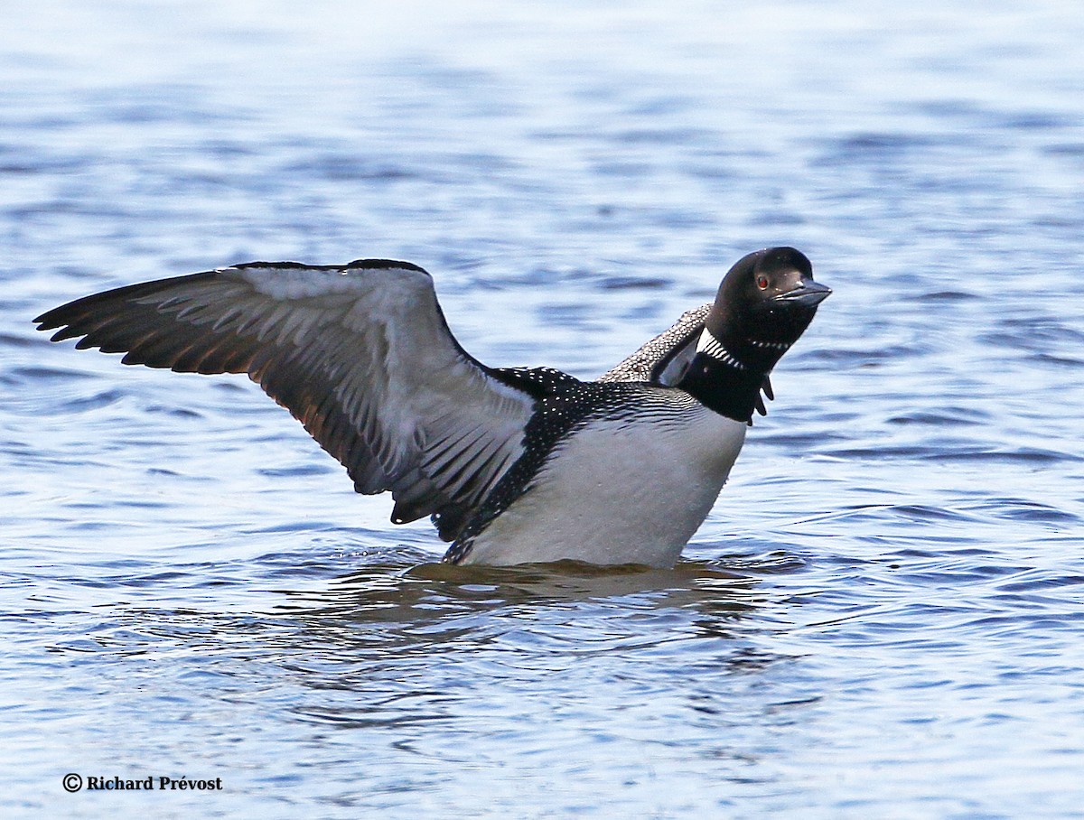 Common Loon - ML619856078