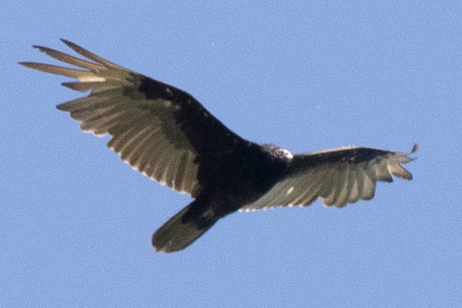 Turkey Vulture - ML619856079