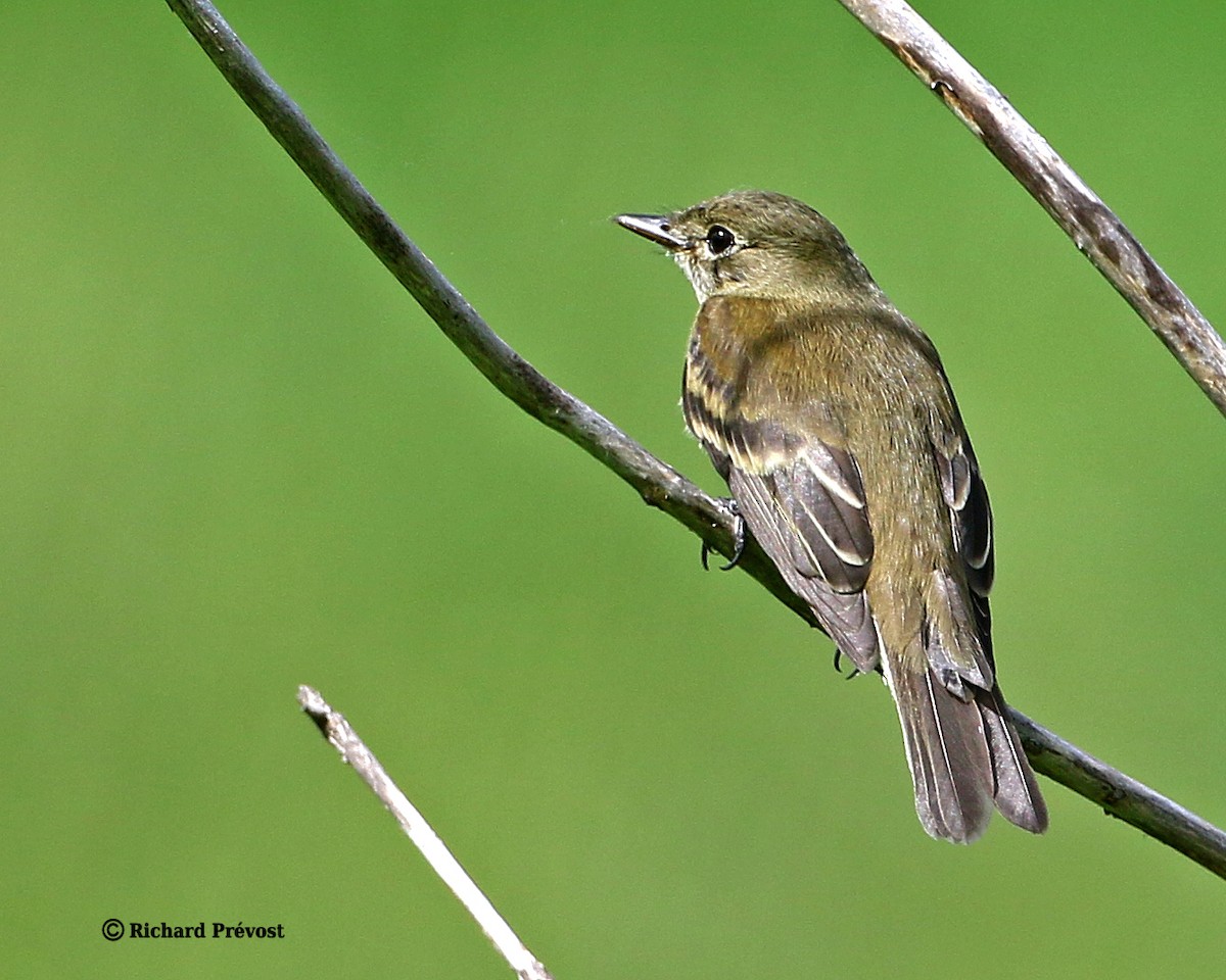 Least Flycatcher - ML619856098