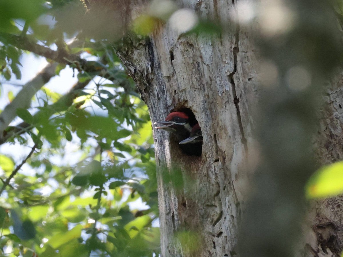 Pileated Woodpecker - ML619856106