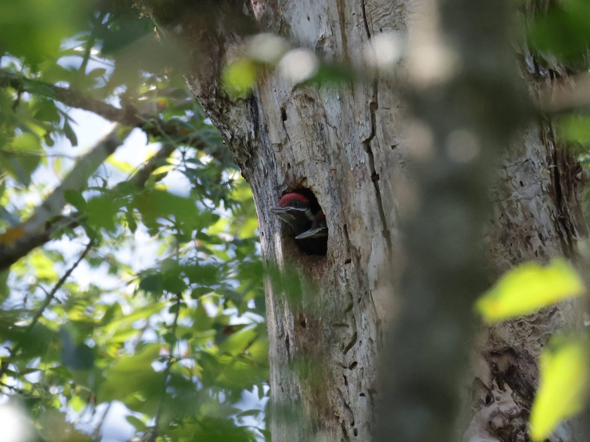 Pileated Woodpecker - ML619856107