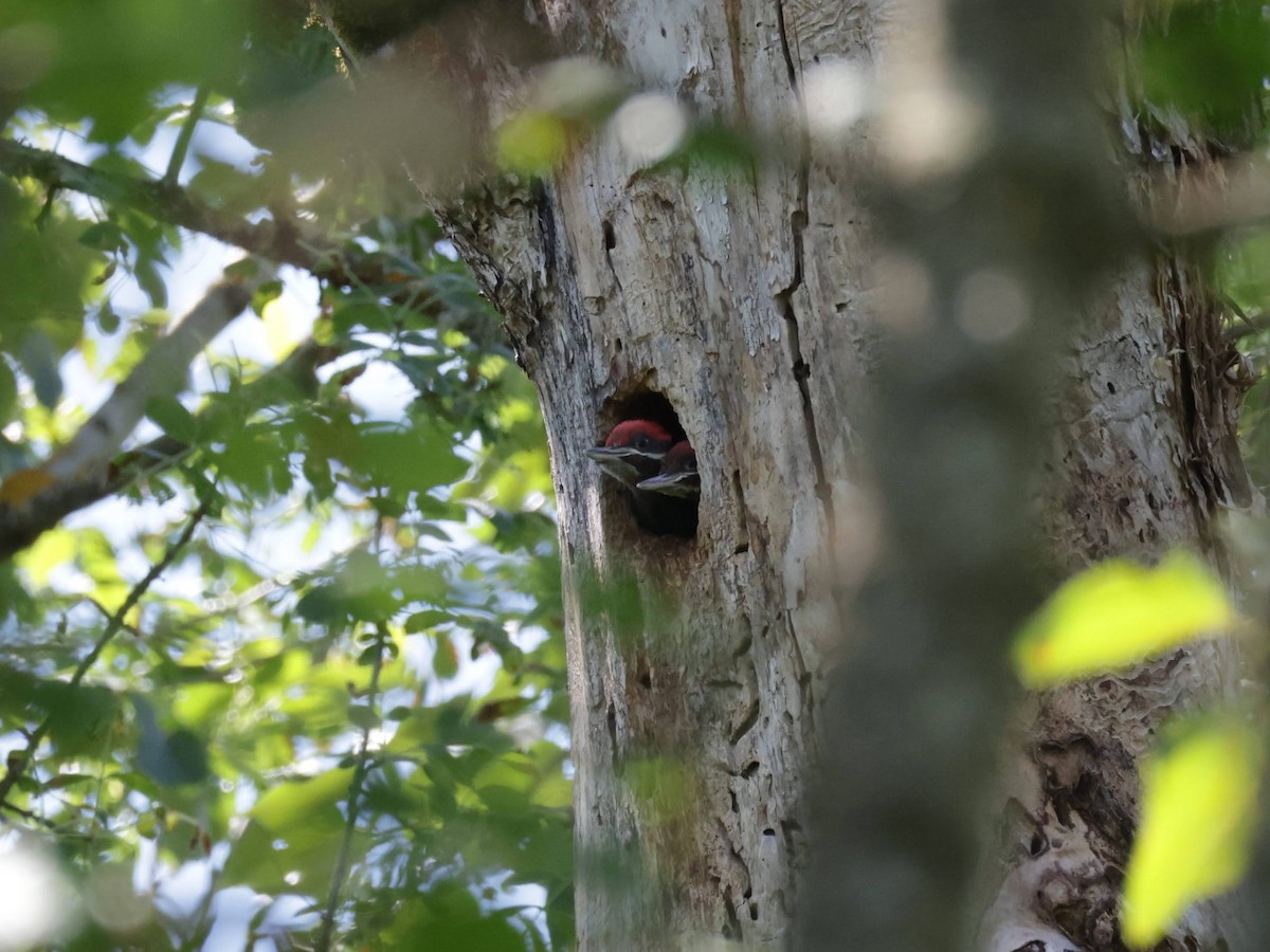 Pileated Woodpecker - ML619856108