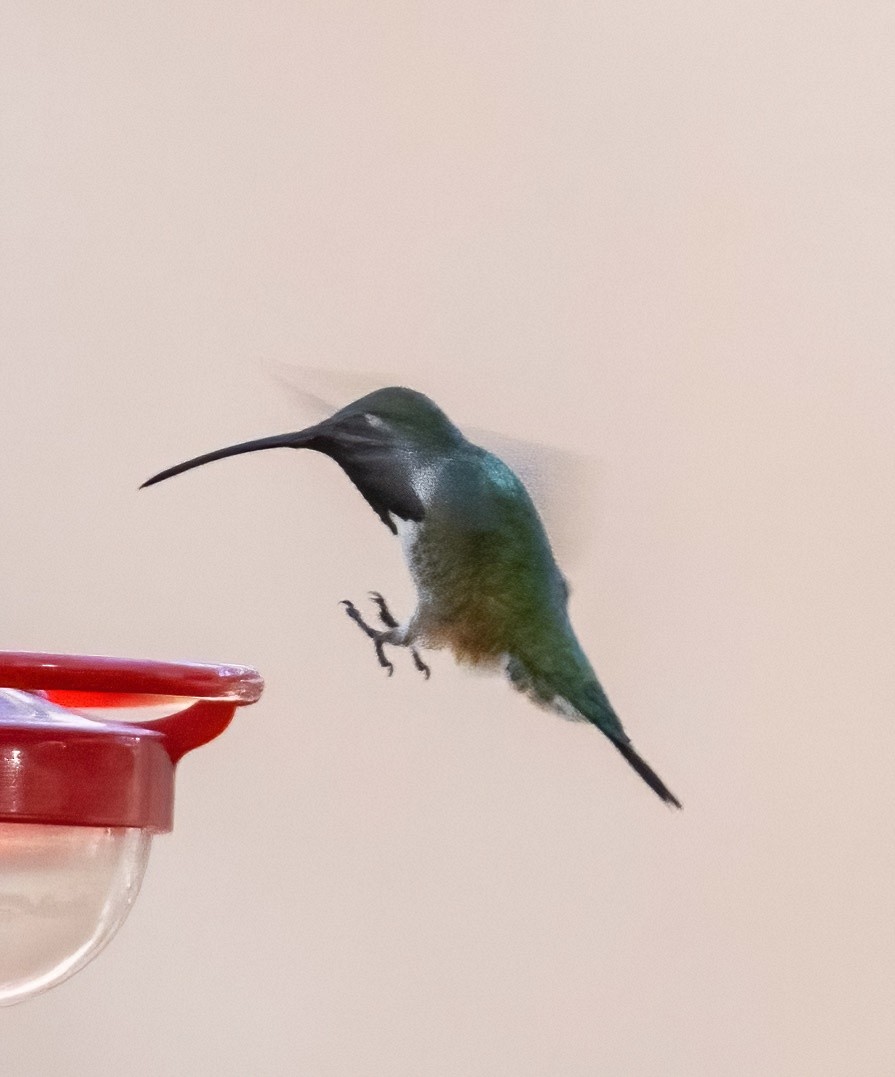 Lucifer Hummingbird - ML619856132