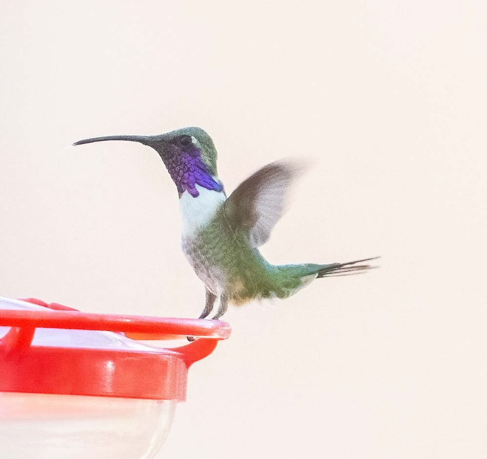 Lucifer Hummingbird - ML619856133