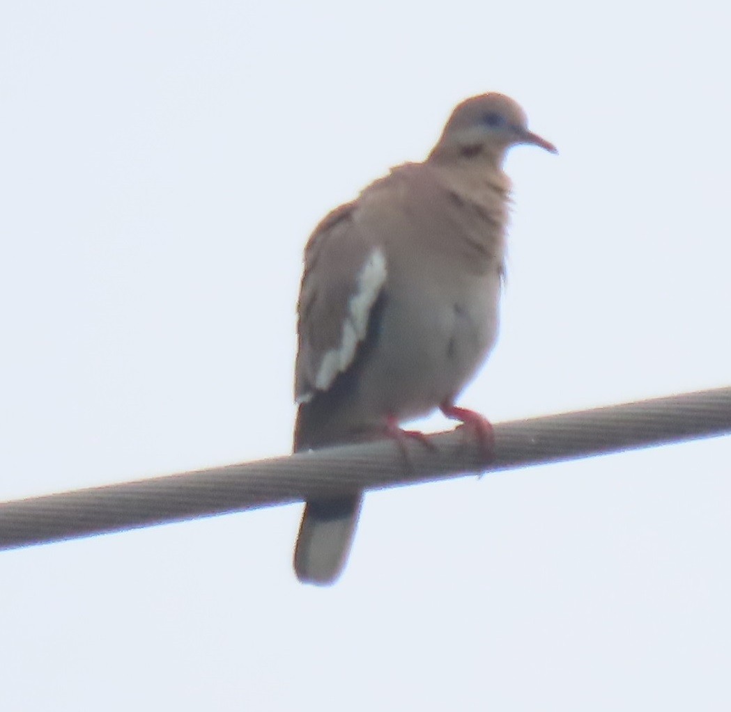 White-winged Dove - ML619856139