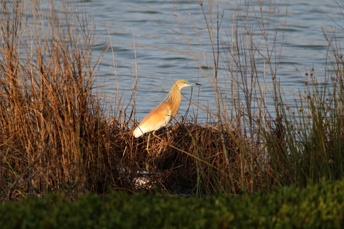 Squacco Heron - ML619856142