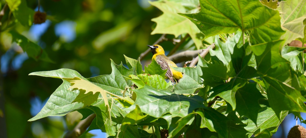 Orchard Oriole - ML619856155