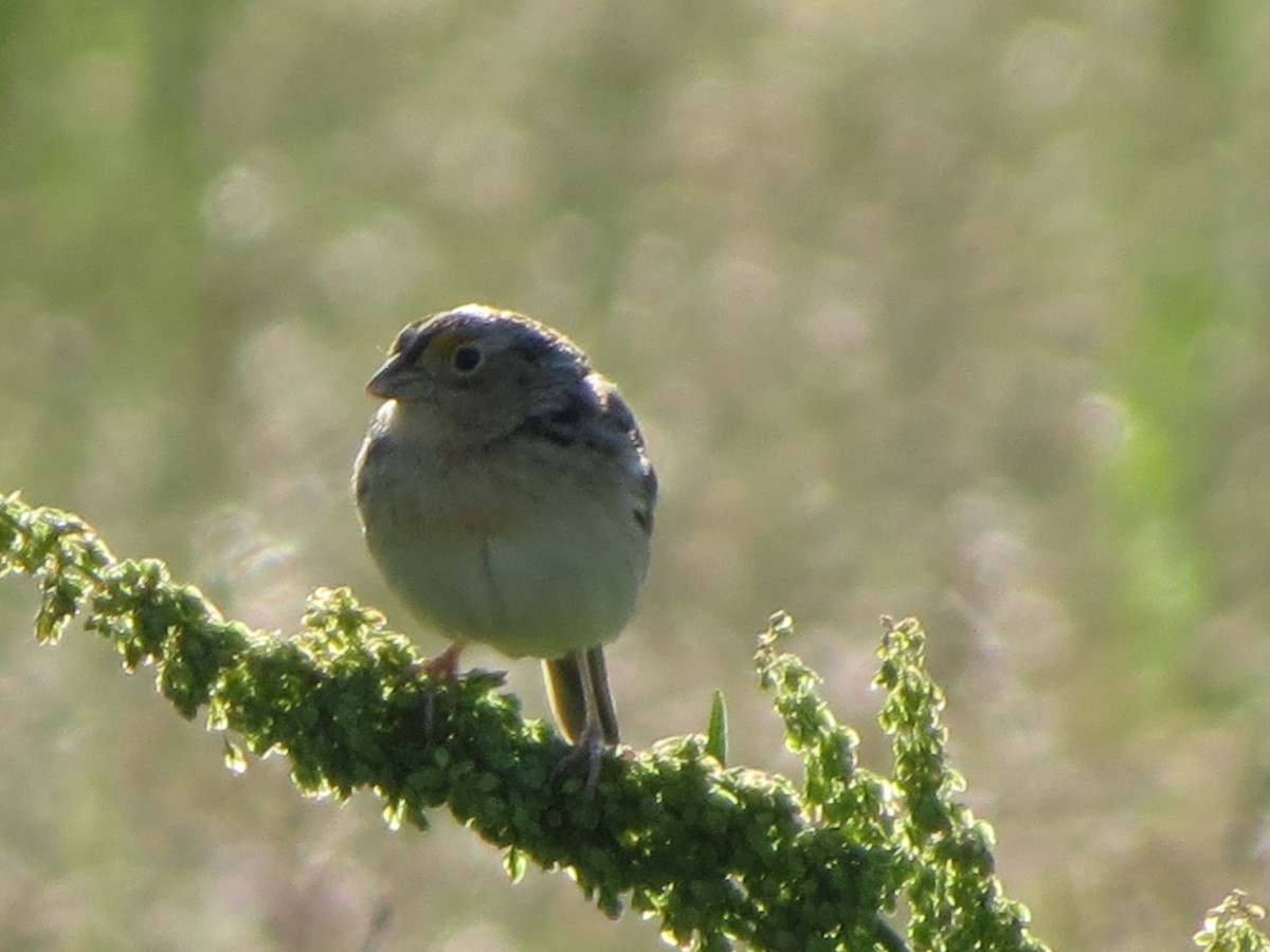 Grasshopper Sparrow - ML619856159