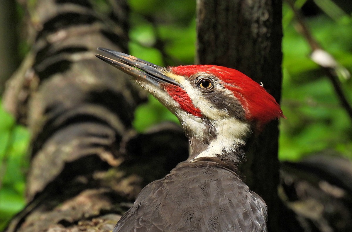 Pileated Woodpecker - ML619856161