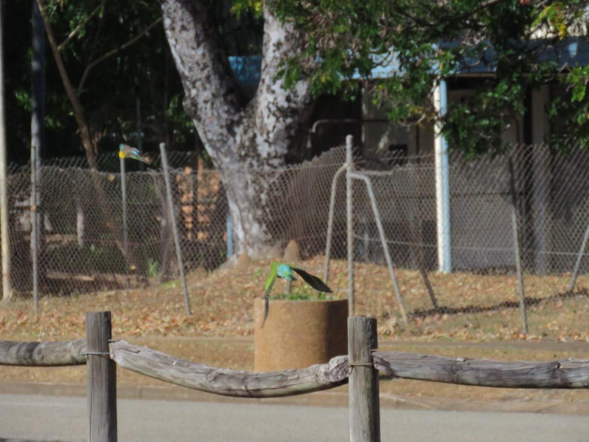 Hooded Parrot - ML619856187