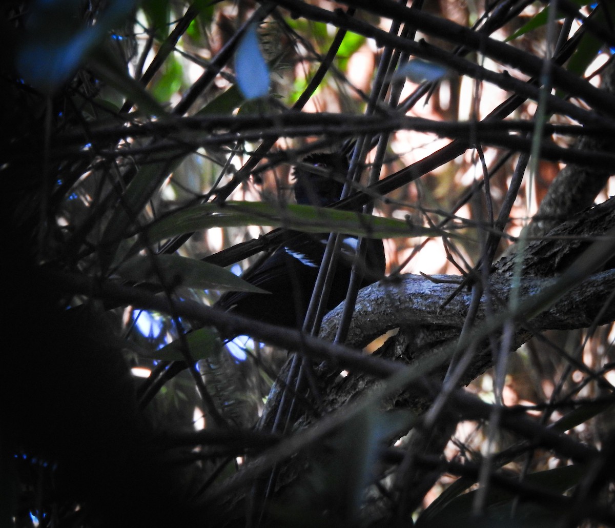 Weißbinden-Ameisenvogel - ML619856193
