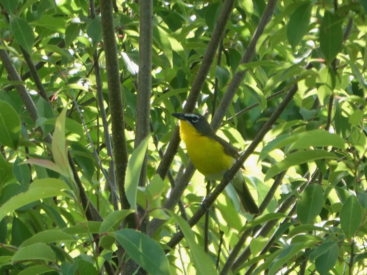 Yellow-breasted Chat - ML619856206