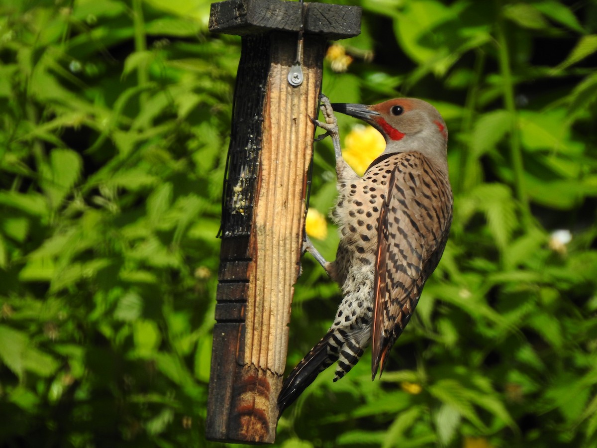 Northern Flicker (Yellow-shafted x Red-shafted) - ML619856225