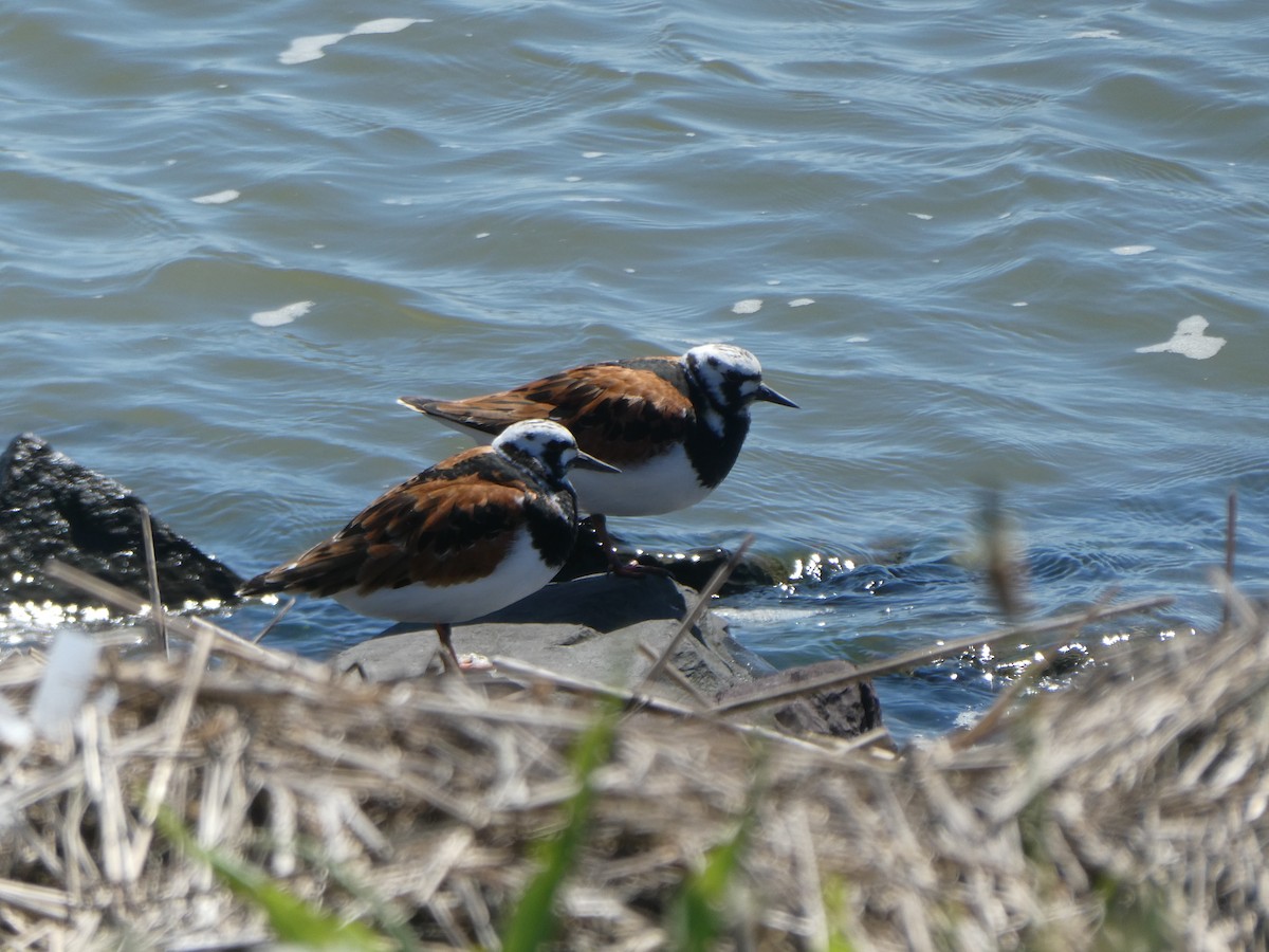 Ruddy Turnstone - ML619856226