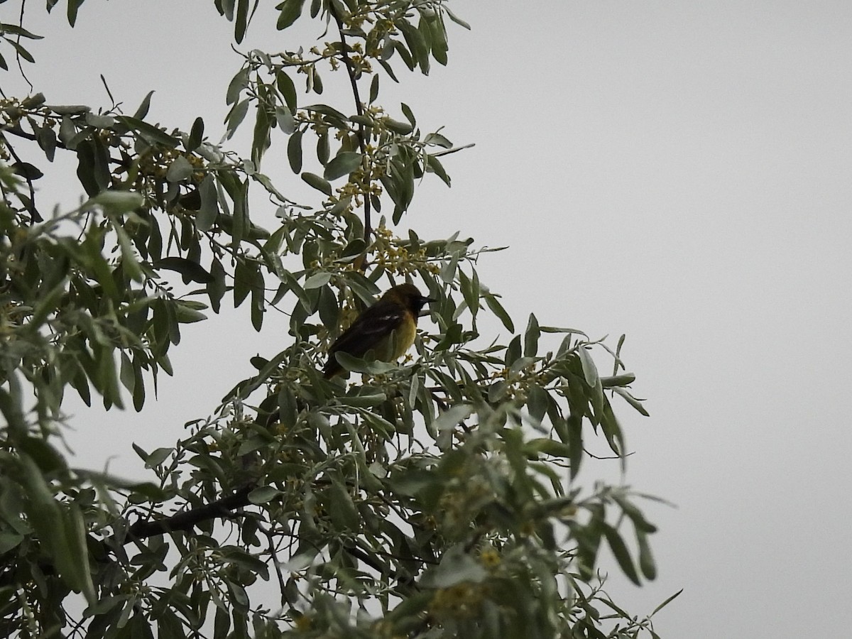 Orchard Oriole - ML619856267