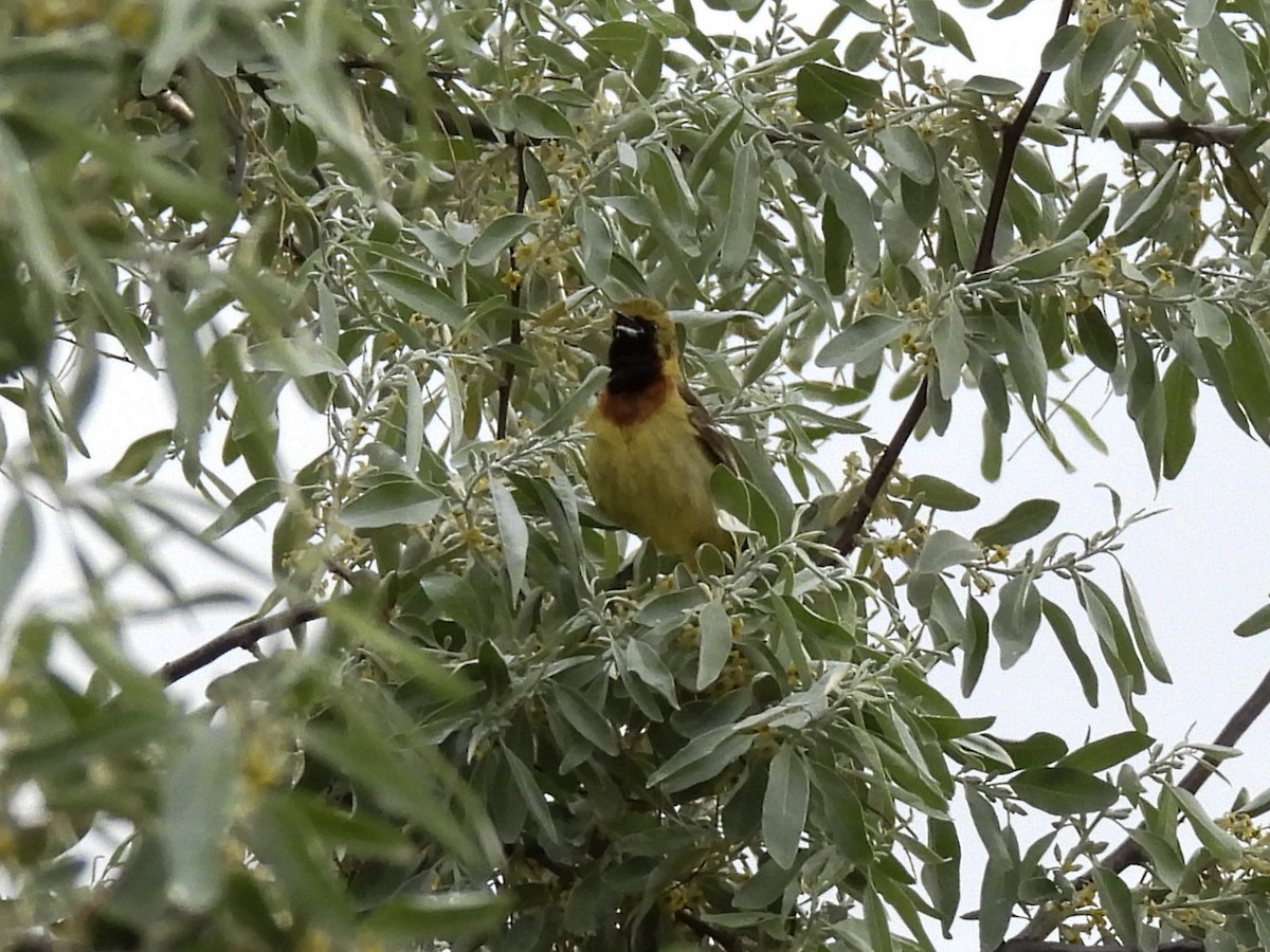 Orchard Oriole - ML619856269