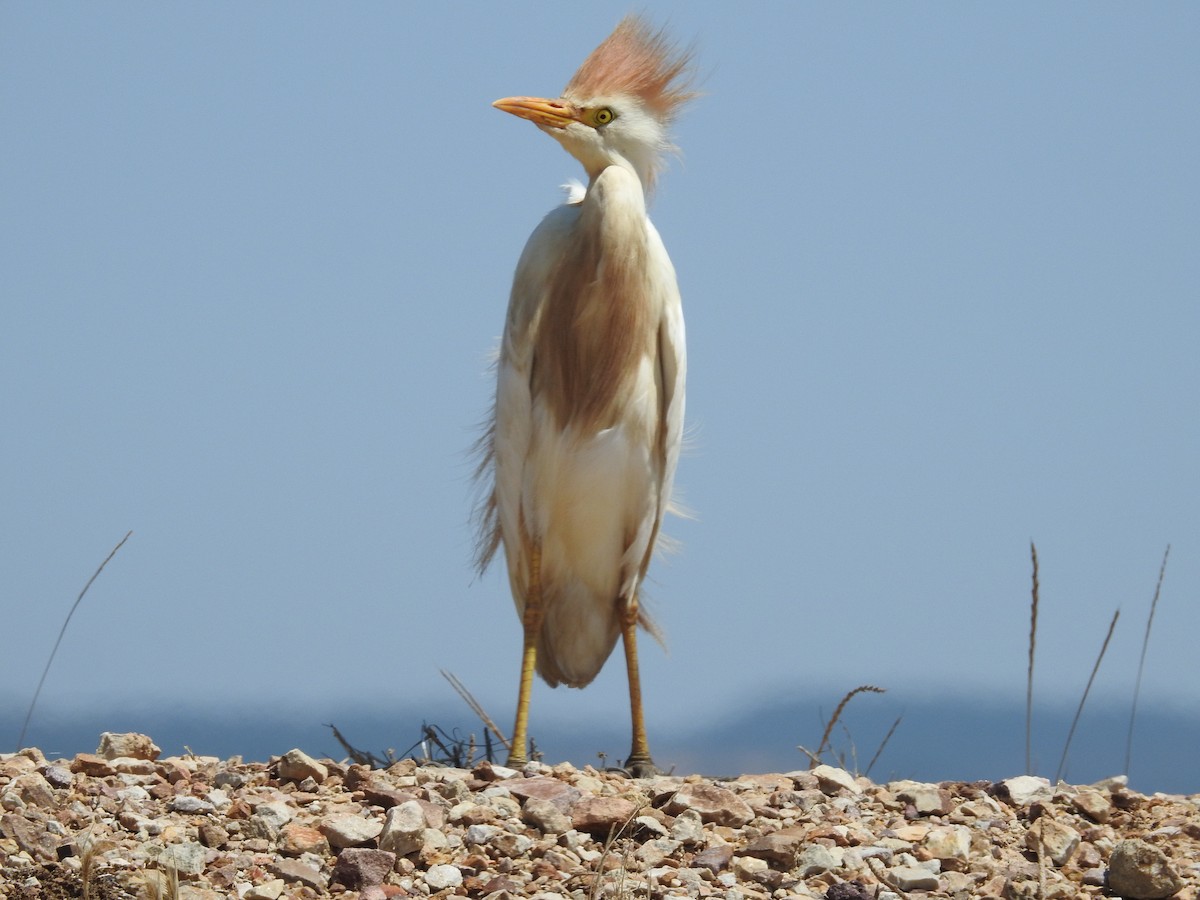 Western Cattle Egret - ML619856273