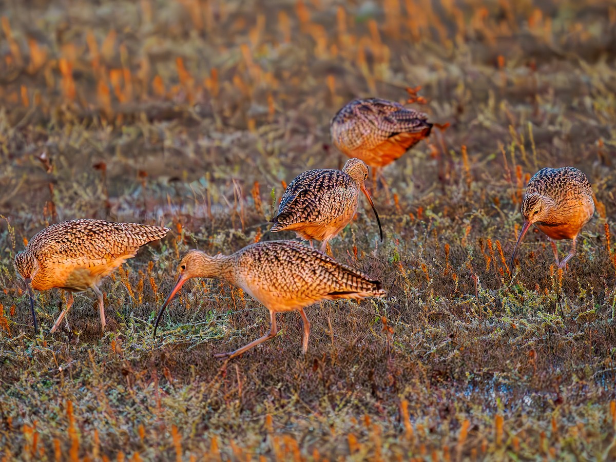 Rostbrachvogel - ML619856298