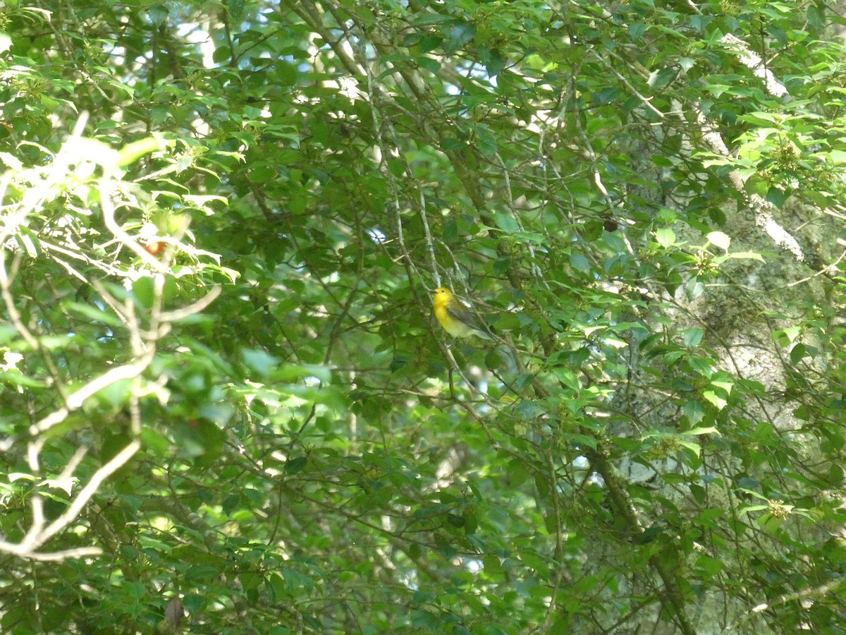 Prothonotary Warbler - ML619856315