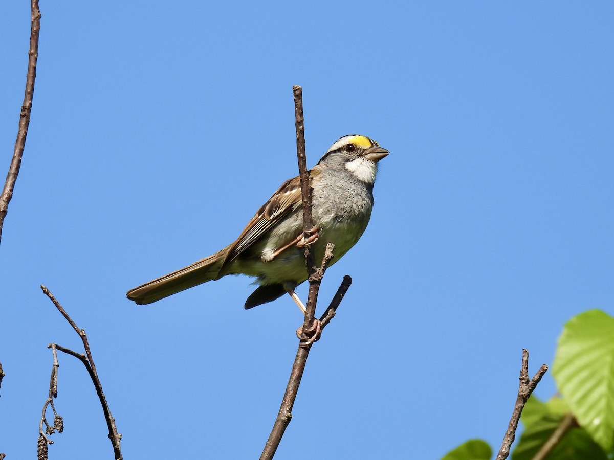 White-throated Sparrow - ML619856318