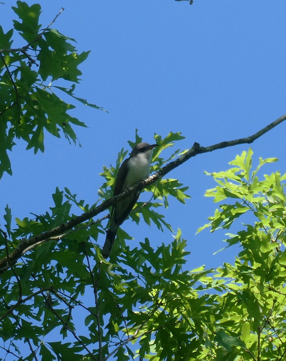 Yellow-billed Cuckoo - ML619856325