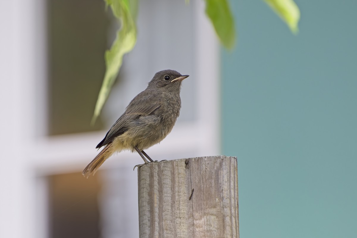 Black Redstart - ML619856338