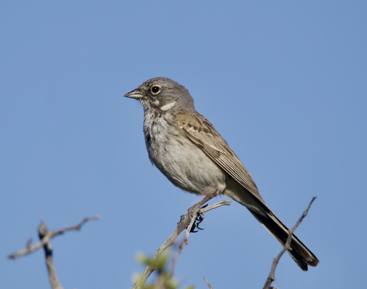 Sagebrush Sparrow - ML619856356