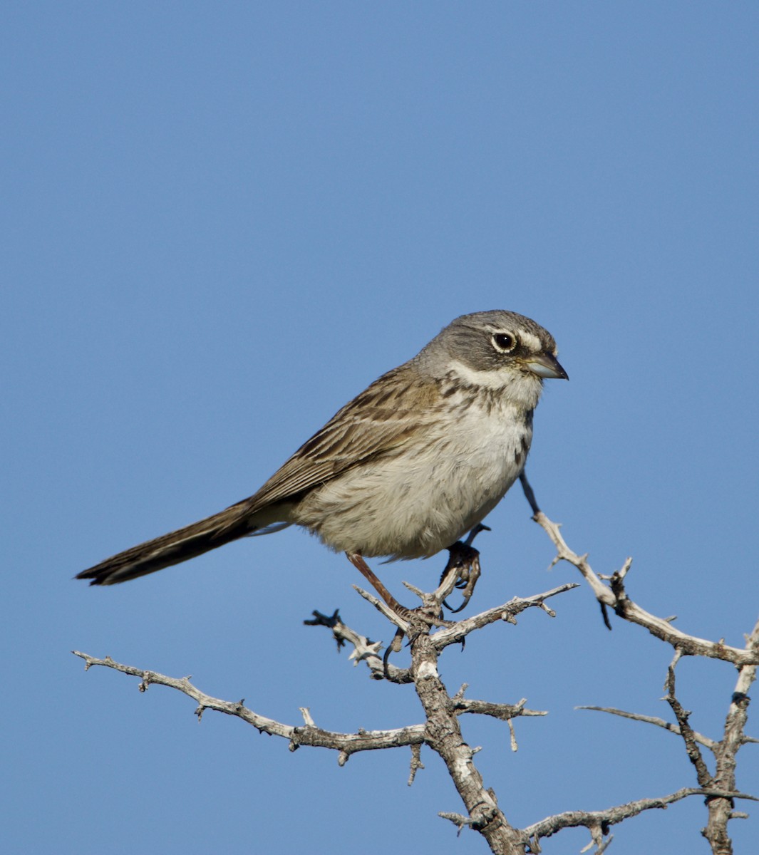 Sagebrush Sparrow - ML619856357