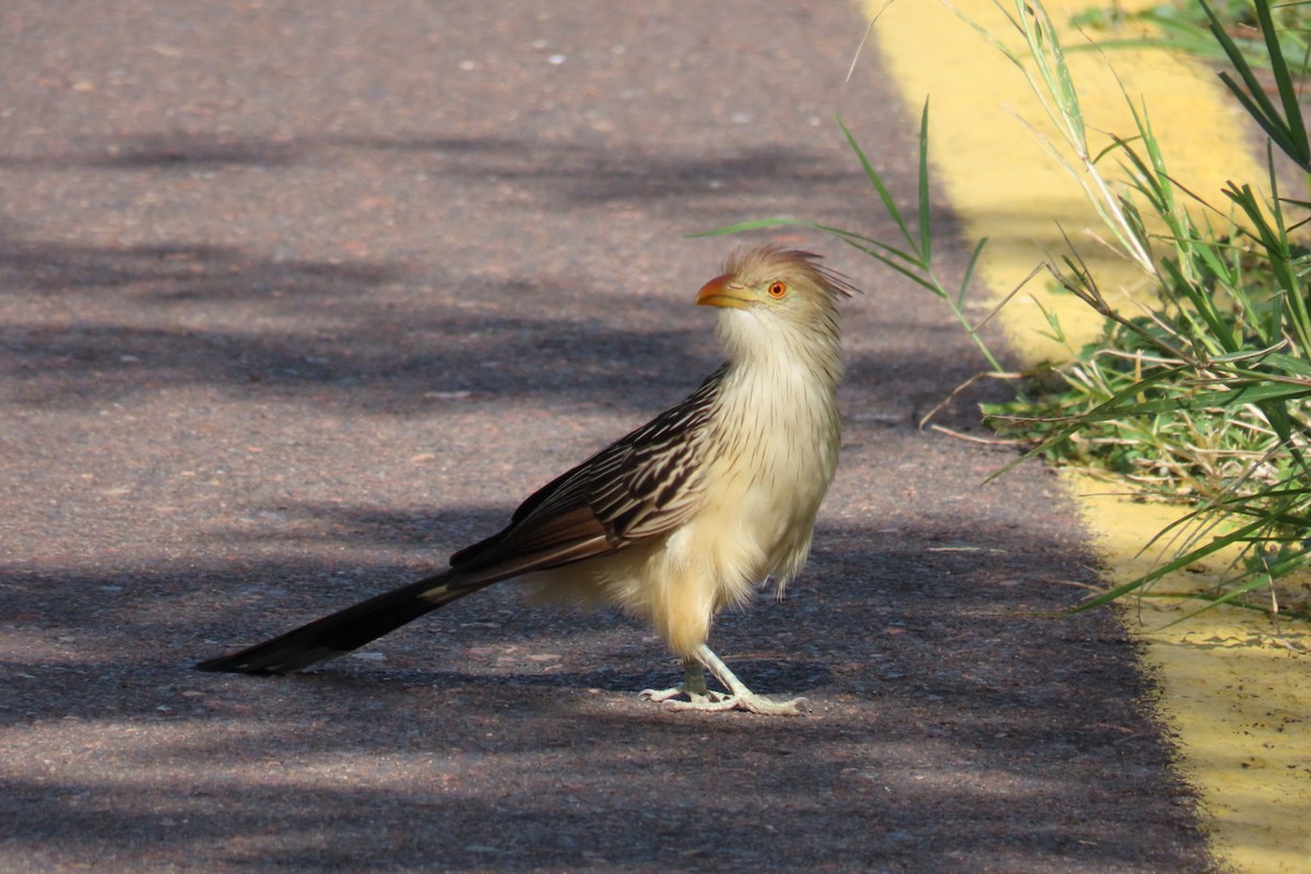 Guira Cuckoo - ML619856364