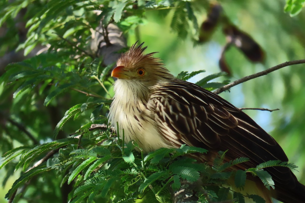 Guira Cuckoo - ML619856366