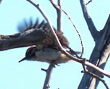 Hairy Woodpecker - ML619856374