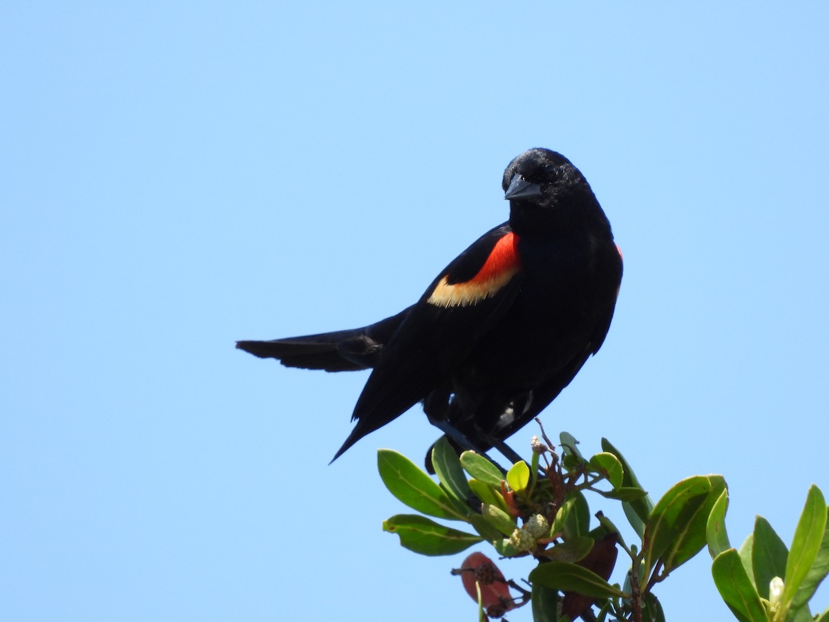 Red-winged Blackbird (Red-winged) - ML619856381