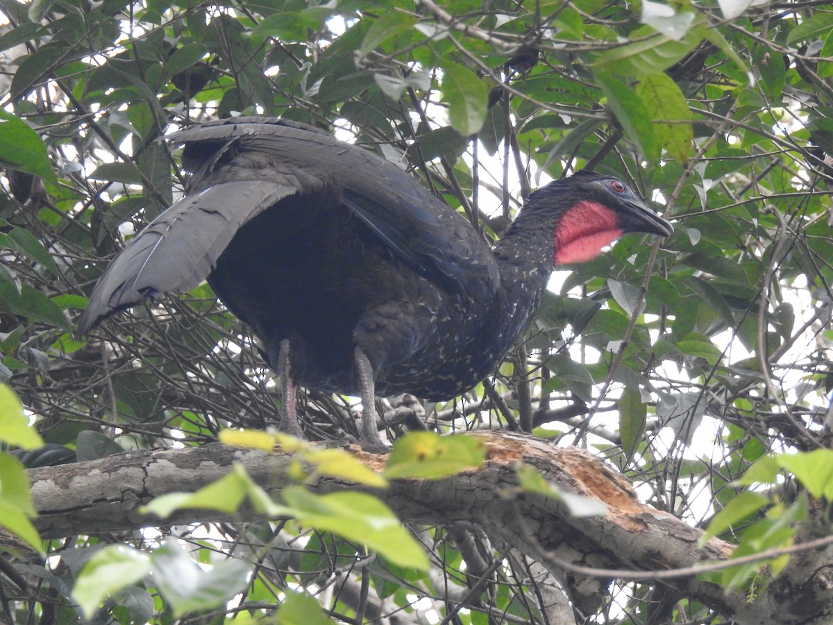 Crested Guan - ML619856384