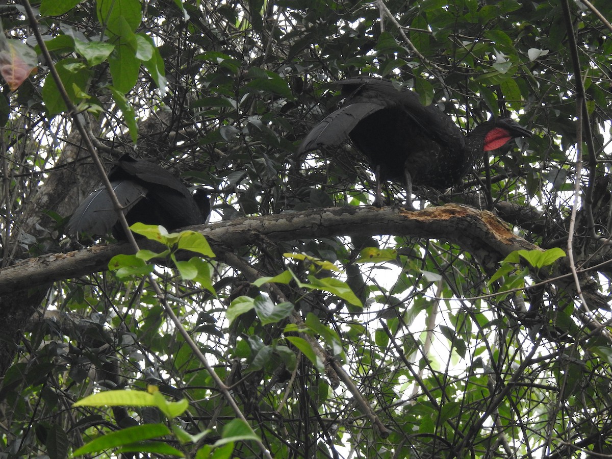 Crested Guan - ML619856386