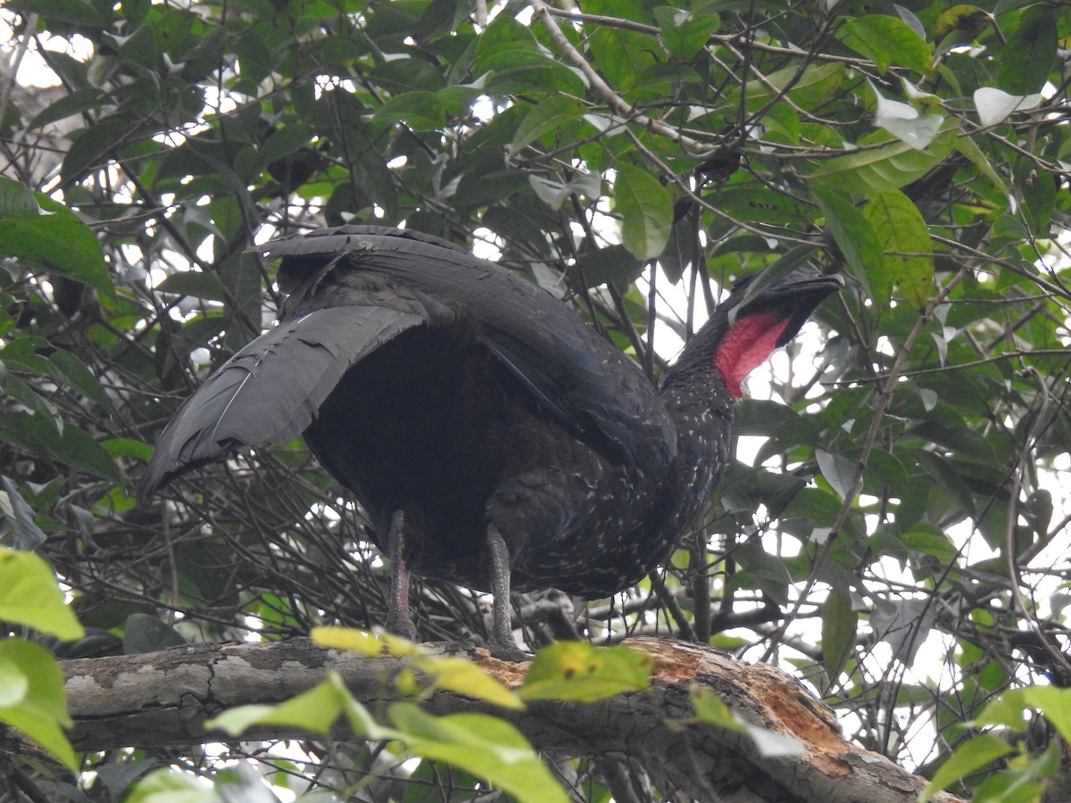 Crested Guan - ML619856387