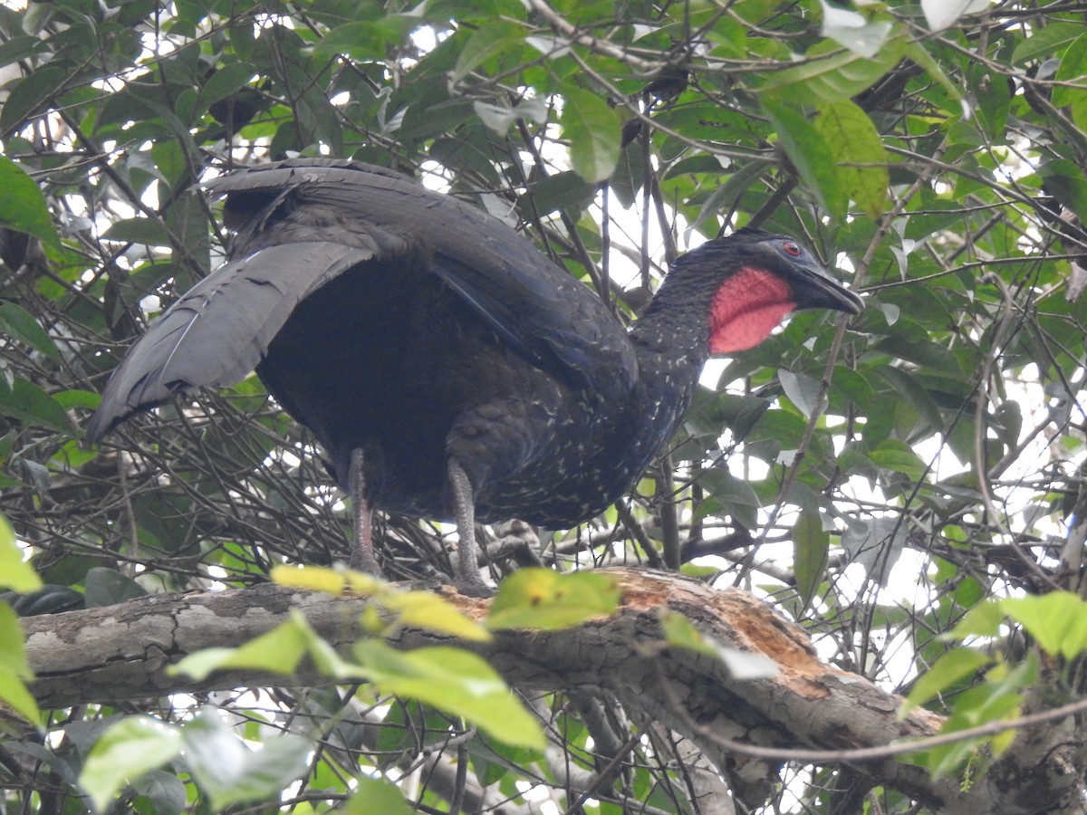 Crested Guan - ML619856388
