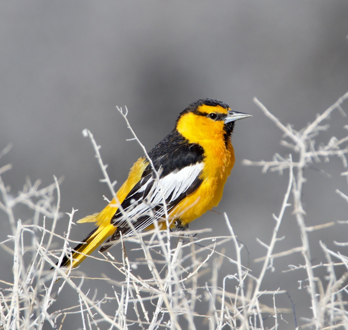 Bullock's Oriole - ML619856394