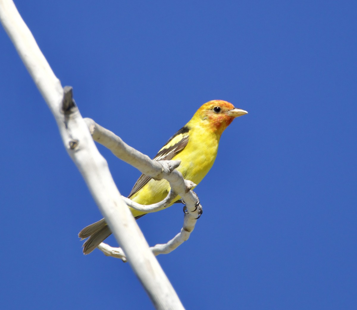 Western Tanager - ML619856396